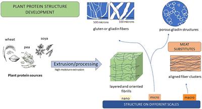 Alien introgression to wheat for food security: functional and nutritional quality for novel products under climate change